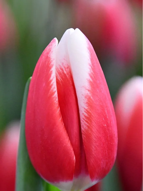 Купить тюльпаны PAUL MCCARTNEY оптом в Павлодаре