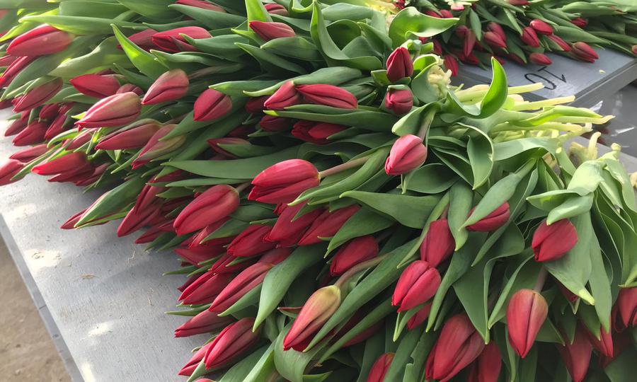 Открыт прием заказов на тюльпаны к 8 марта 2022г!